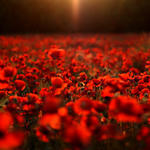 My-ipad-retina-wallpaper-Nature(28)-thumb